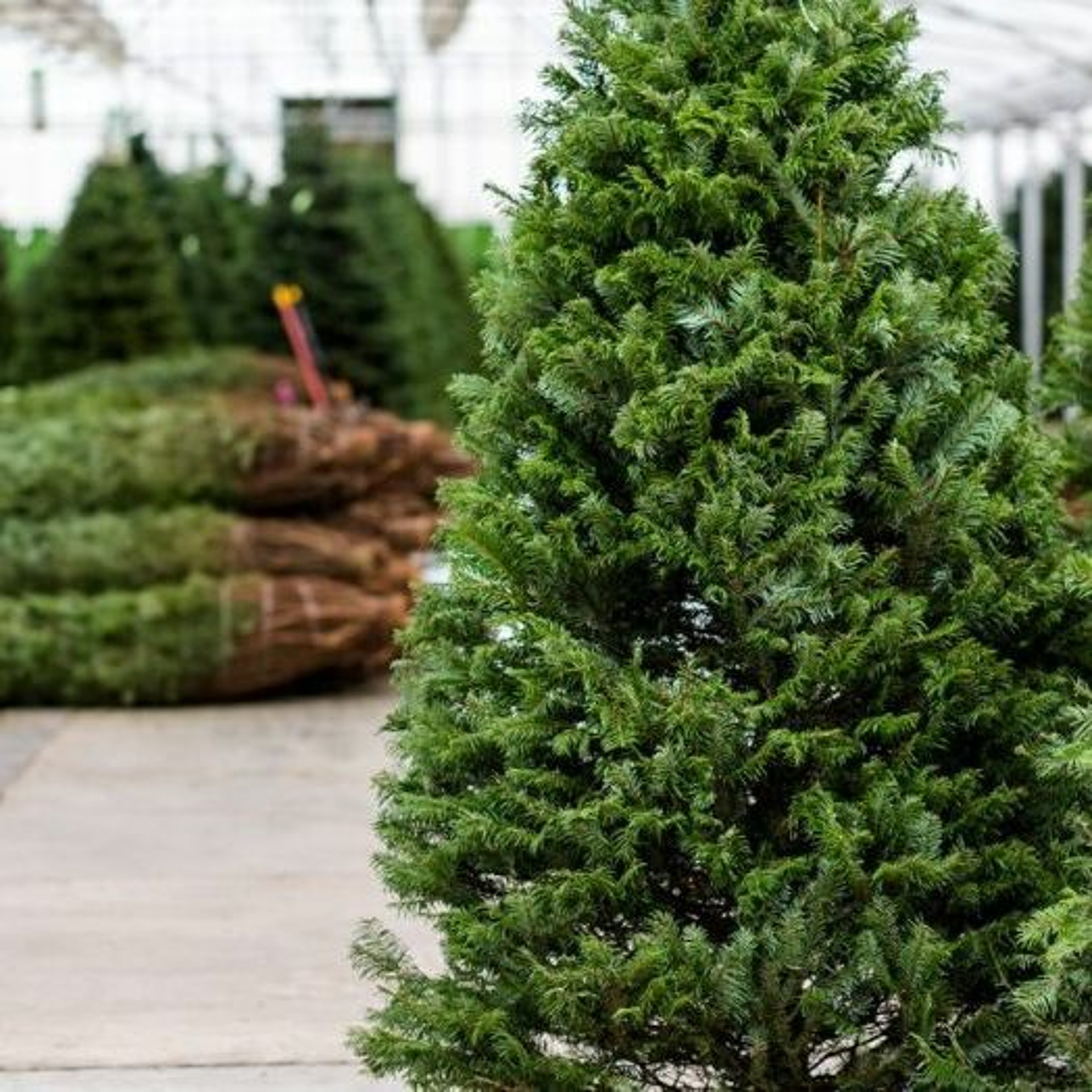 Words, Nevertheless: Sermons and Thoughts