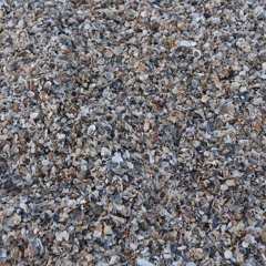 Maria Durch Einen Dornwald Ging