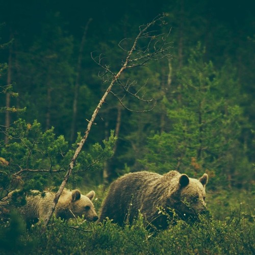 Warmth - The Bear (Part II)