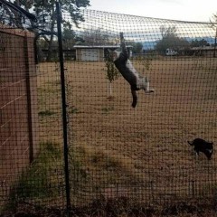 first hardcore cats behind fences