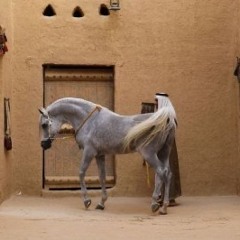 فهد بن مساعد