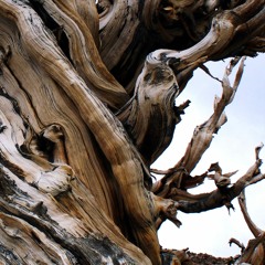 String Quartet No 1, 'Loss Of Roots', Mov. II