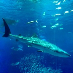 "Dancing Fish" (Free) -Jazzhop Type Beat-