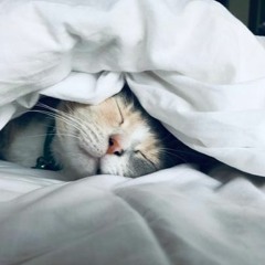 Comprehensive Invitations Into Deep Resting For Sleep