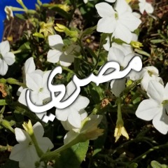 والدنيا شتت افراحه