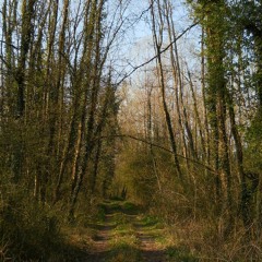 Chants d'oiseaux près de Château-Gaillard (Ain) 26 02 2019 / Bird songs near Château-Gaillard