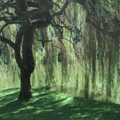 Beneath The Willow