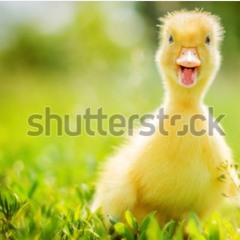 Track #3 - Golden Tally-Ho Draft