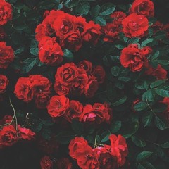 FlowerFreestyle