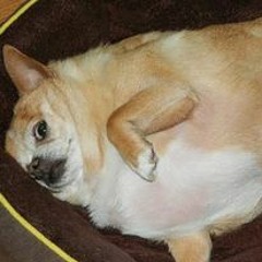 Theme Of Incredibly Fat Dog Sitting On Your Arm And Cutting Off Your Circulation