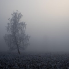 Everybody's Got Something