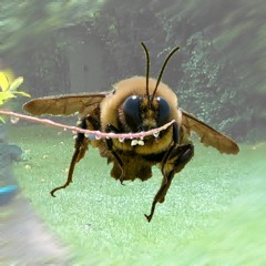 Big Bugs Bee 2020 - 01 - 02