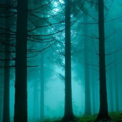 Forest - Starlike
