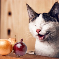 neuesJahrneuesHaar&mitZwiebeln