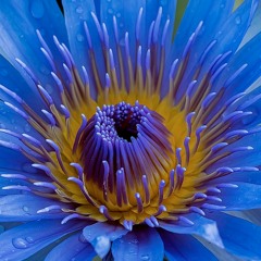 Gia Nina & Guz - Dulce