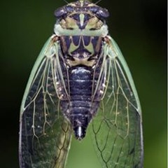 Cicadia - Swoon Feat. Stephen Bennett