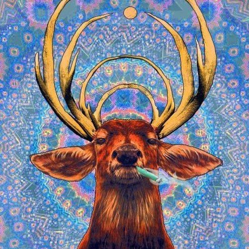A Wild Trip