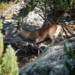 Red Deer Roaring | Aletsch Forest, Switzerland, Europe