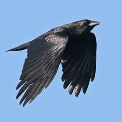 Crow Dance