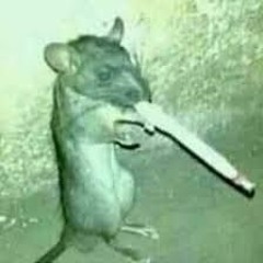 Gat Gat