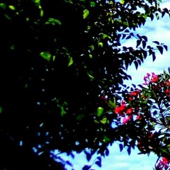 sunny day