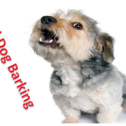 Small hotsell dog barking