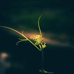 Stevie Wonder - Superstition (cover)