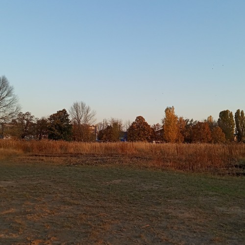 forest