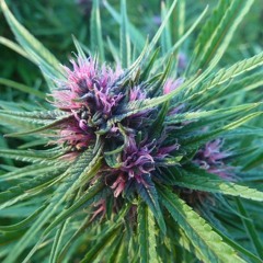 3.  Byk Gulden - Super Sour Sweet ( Mit Yung Heijn )