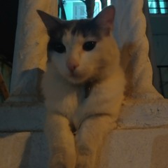 Camila Nazareth - nem me toco de quão frágil eu posso ser