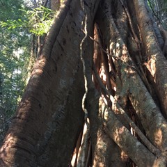 Cylisax improvisation in Mary Cairncross Rainforest 4/1/20