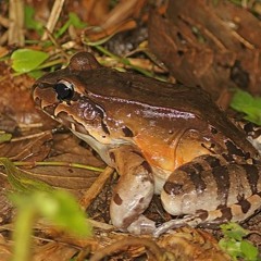 Grenouilles Frogs Leptodactylus savagei Costa Rica 20190430