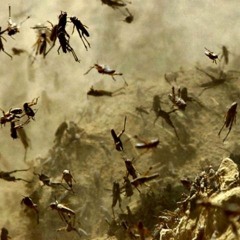 JAMUARY 2020 - 05 : locusts