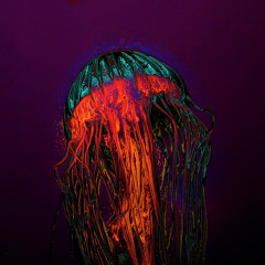 Psychedelic Jellyfish (demo)
