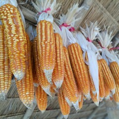 1月5日 《愛神的人有福了》