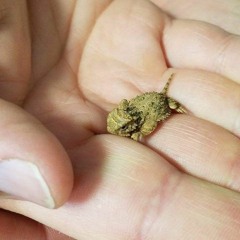 Marijuana (Freestyle)
