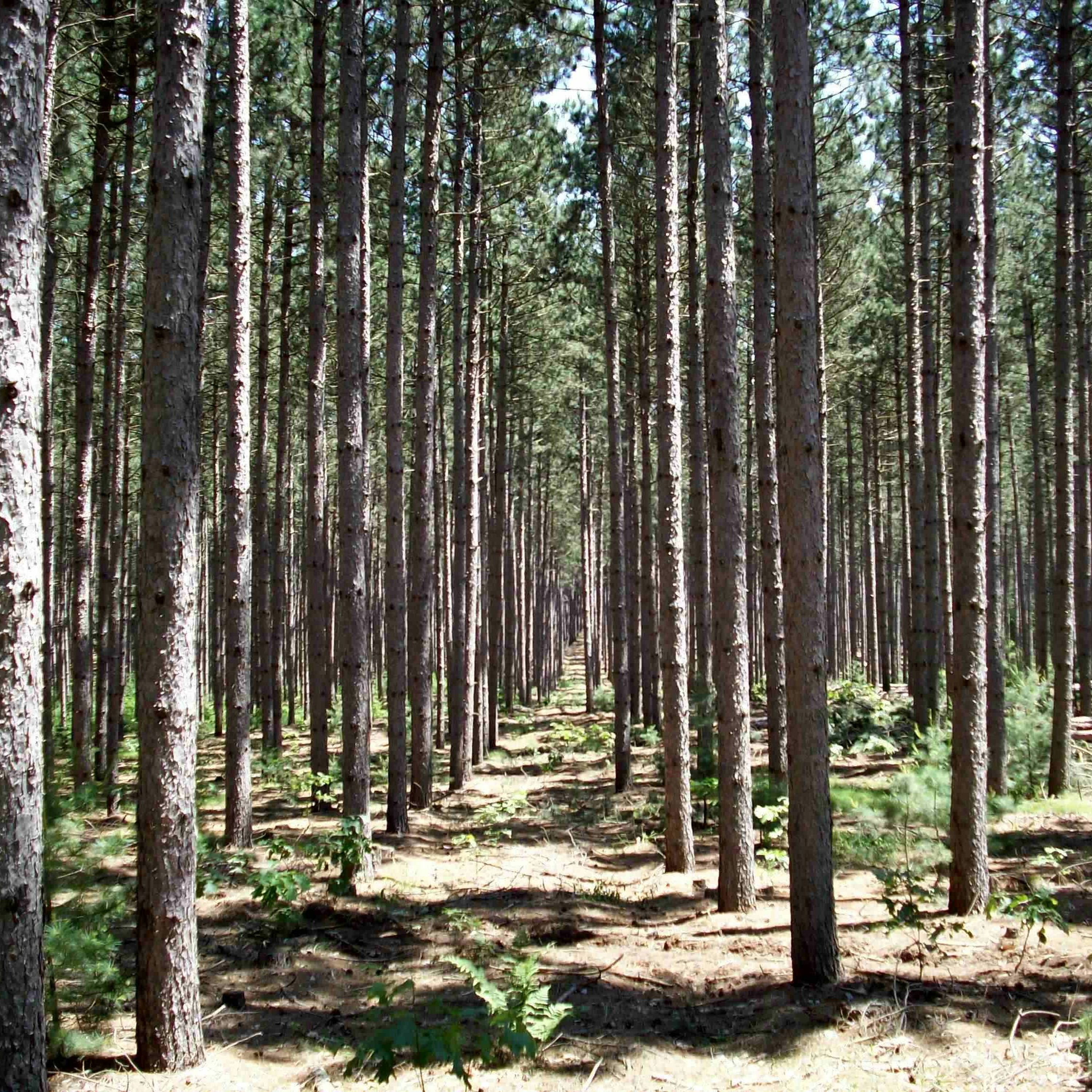 Серболовский лес