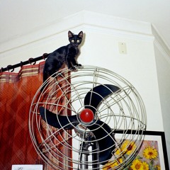 Passageiro Da Agonia