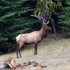 Elk - Male bugle, scream and laugh
