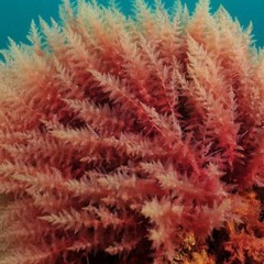 Ocean plant