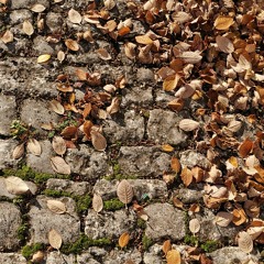 Like a Leaf (Cover Lake of Tears)