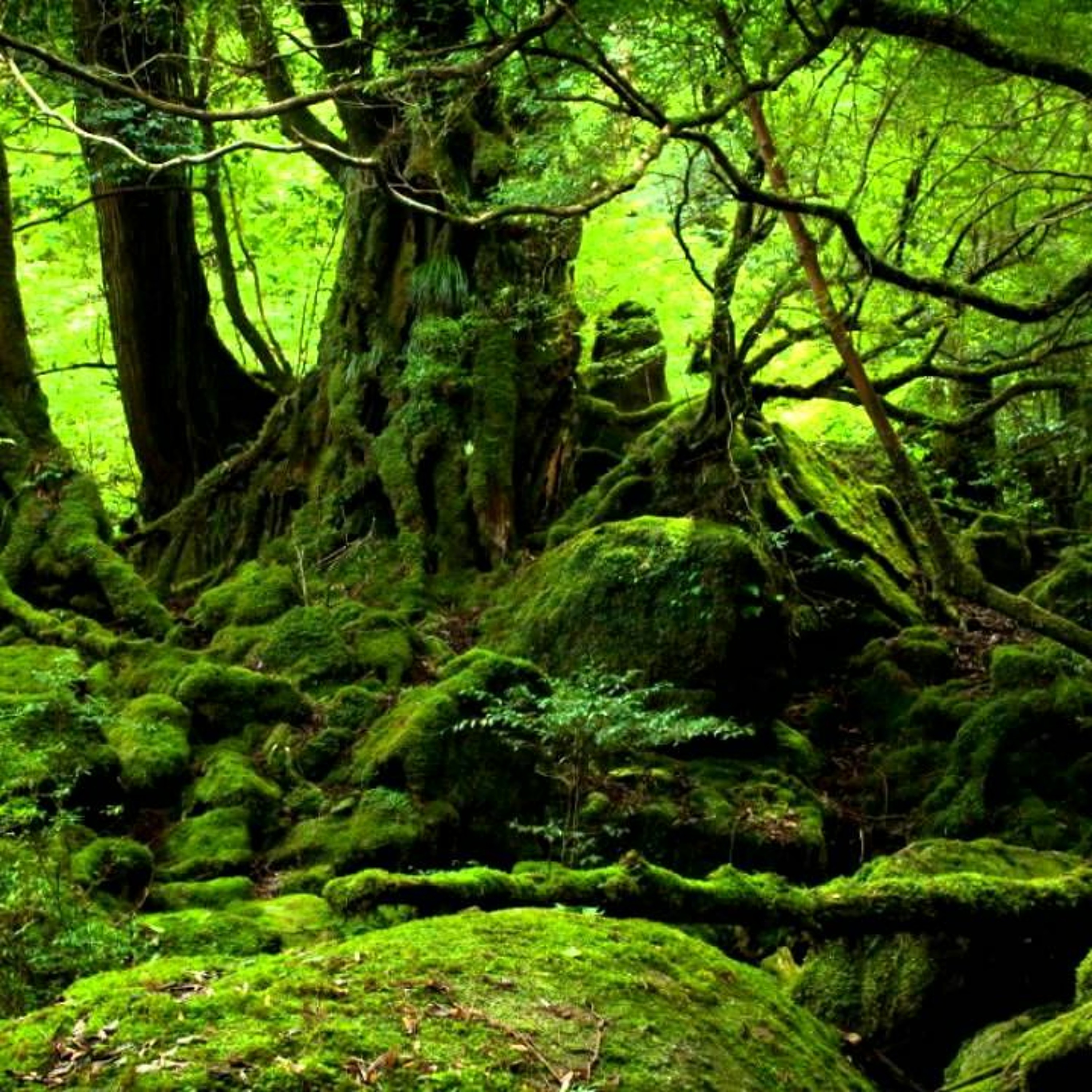 ANCIENT FOREST episode artwork