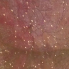 Ég lá ein -excerpt from Blóðhófnir