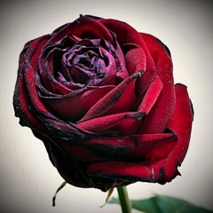 RelationshipStatus (Gas.Team.G_ ft. DrebottJ)