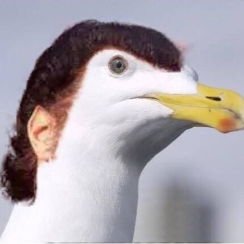 S.gull Dancer (HARDCORE ACID)