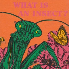 What Is An Insect?