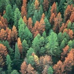 Voces De Pinos ft AvrilLaBitch