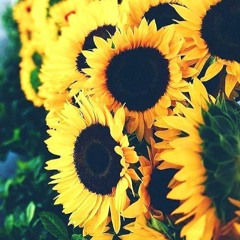 【悲しい湖】Himawari 【UTAU Cover】