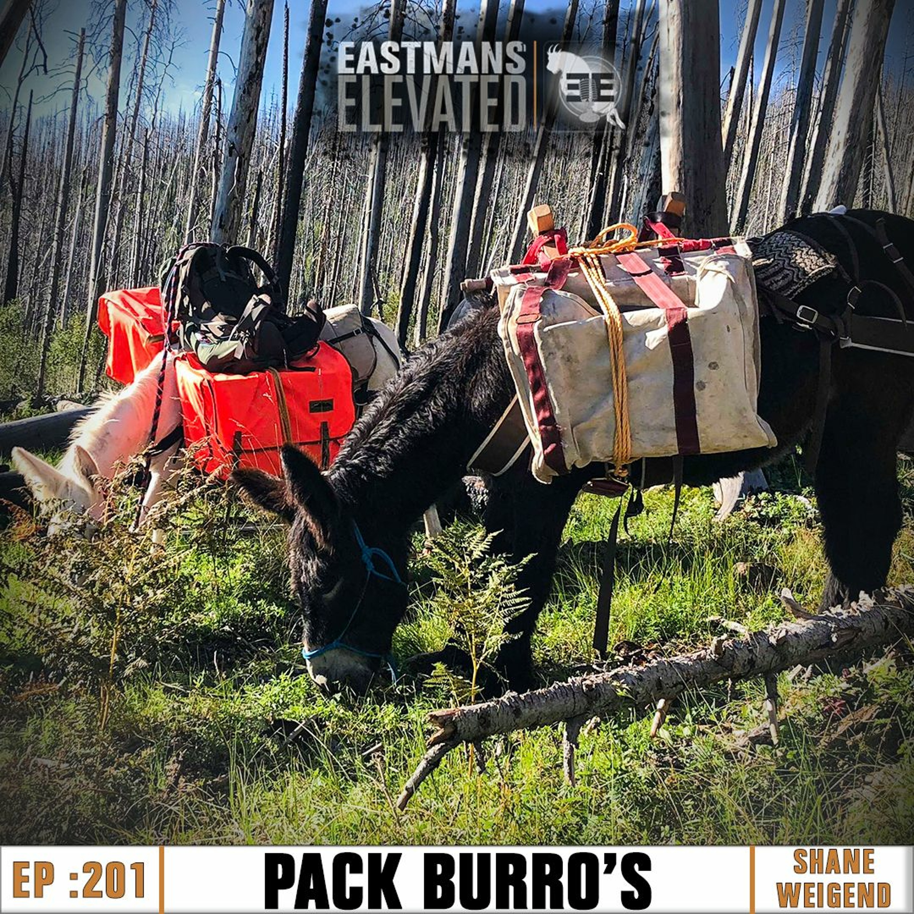 Episode 201: Pack Burro’s with Shane Weigend