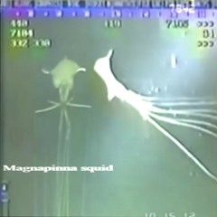 magnapinna squid